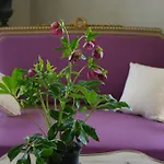 Bed & Breakfast Chateau De